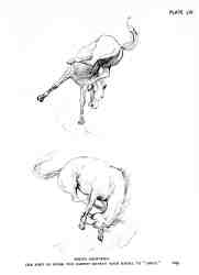 Figure and Animal Drawing
