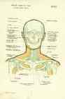 Anatomical Diagrams