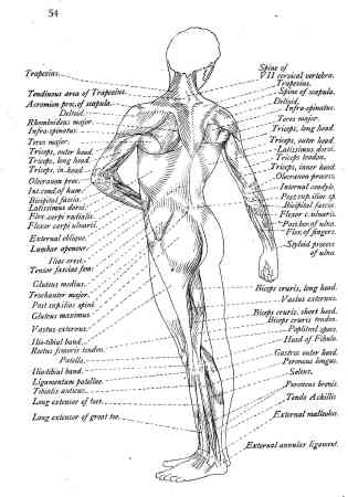 how to draw anatomy
