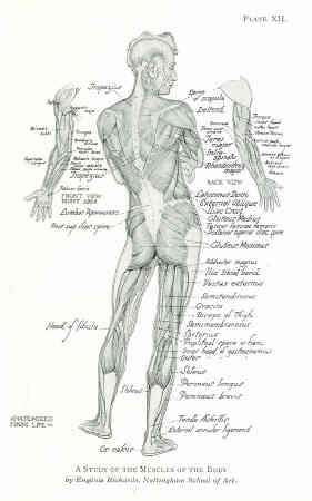 how to draw anatomy
