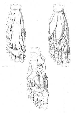Bones And Muscles In The Foot
