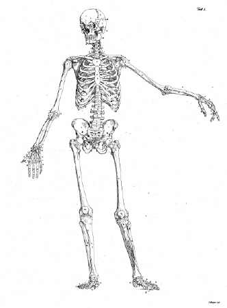 human skeleton drawing. Muscles of the Human Body