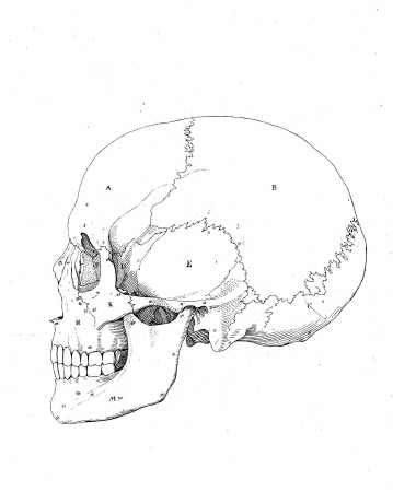 bones of skull. to the Bones and Muscles