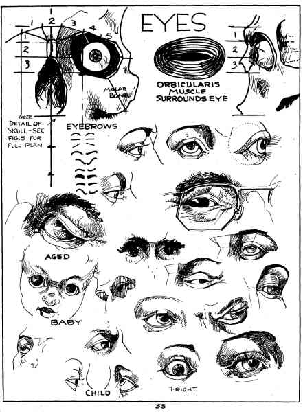 carlson-anatomy-eyes.jpg