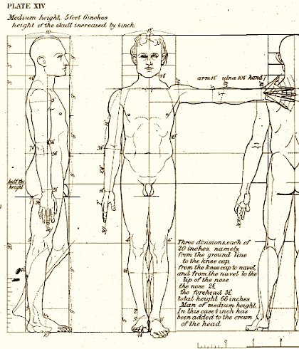 figure proportion drawing