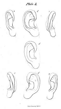 Human Ear Shapes
