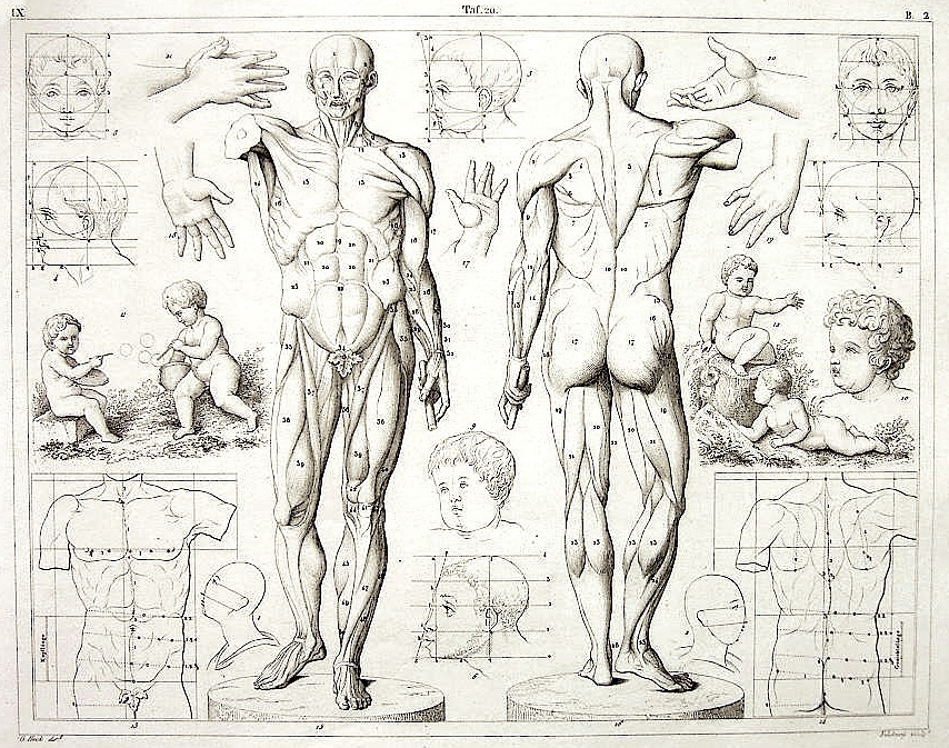artist human anatomy
