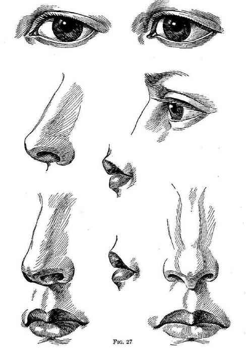 drawing noses tableau